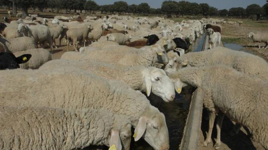Varias ovejas en el monte que acaba de salir a licitación.
