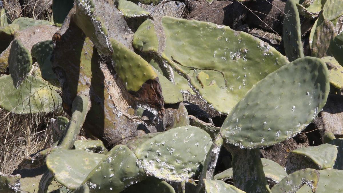 La plaga empieza a notarse en las palas de la planta.