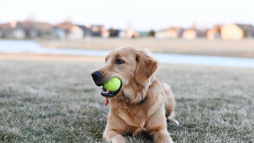 Juguete para perro pelota tipo tenis – Benito Moda para tu mascota