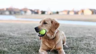 ¿Juegas con tu perro con una pelota de tenis? Atención porque podría afectar a su salud