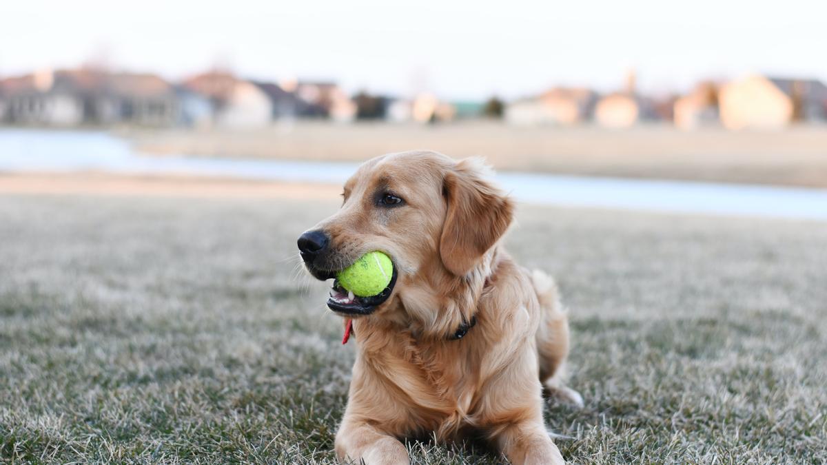 Jugar con tu perro con una pelota de tenis es una de las actividades más populares.