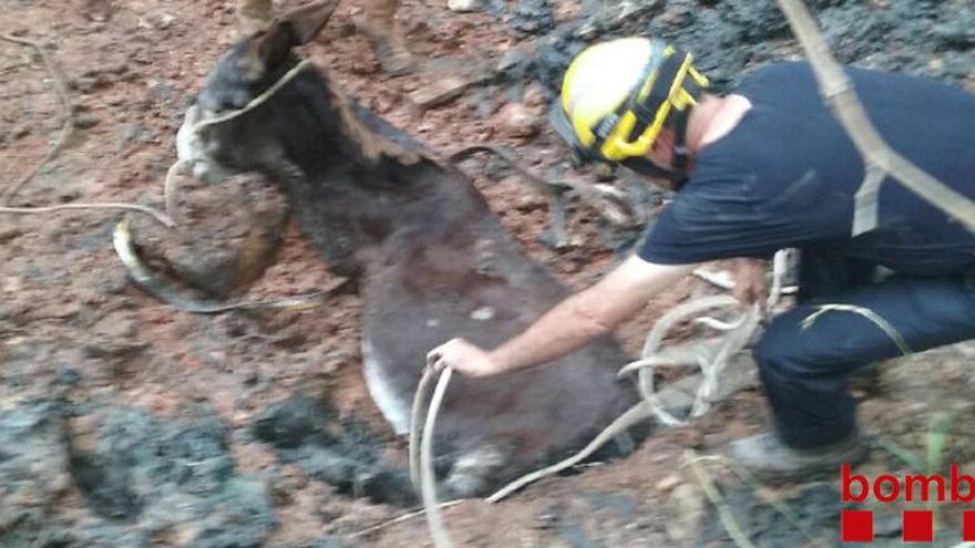 Una imatge del rescat de l&#039;animal