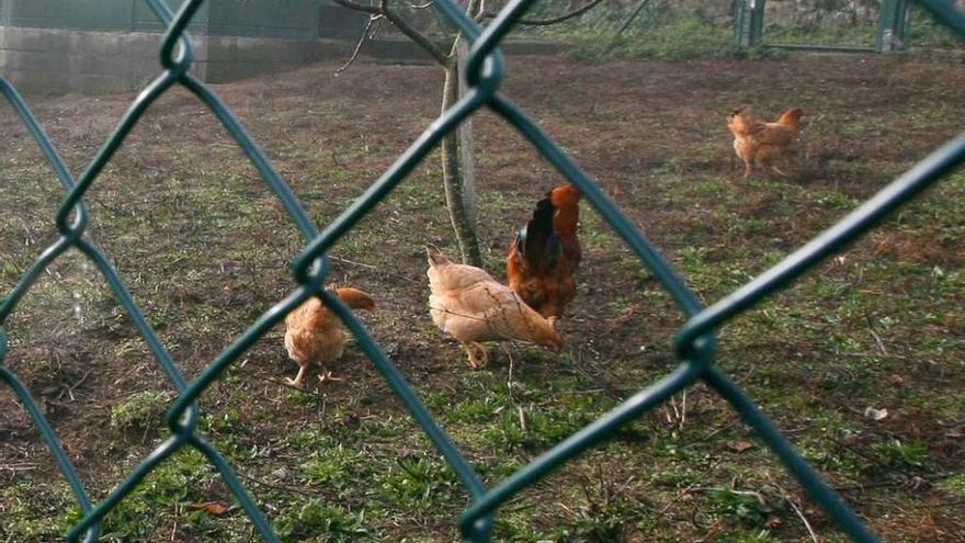 Imagen de archivo de un corral con gallinas.