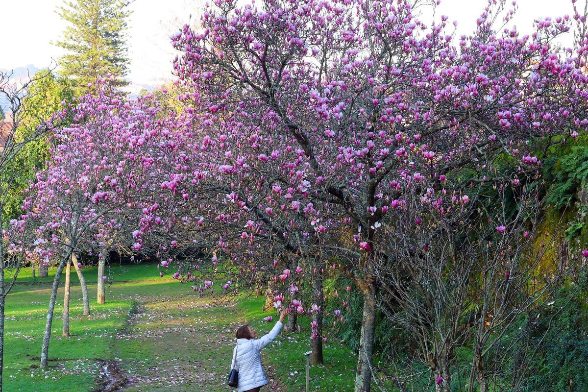El mayor espectáculo del invierno florece en Castrelos