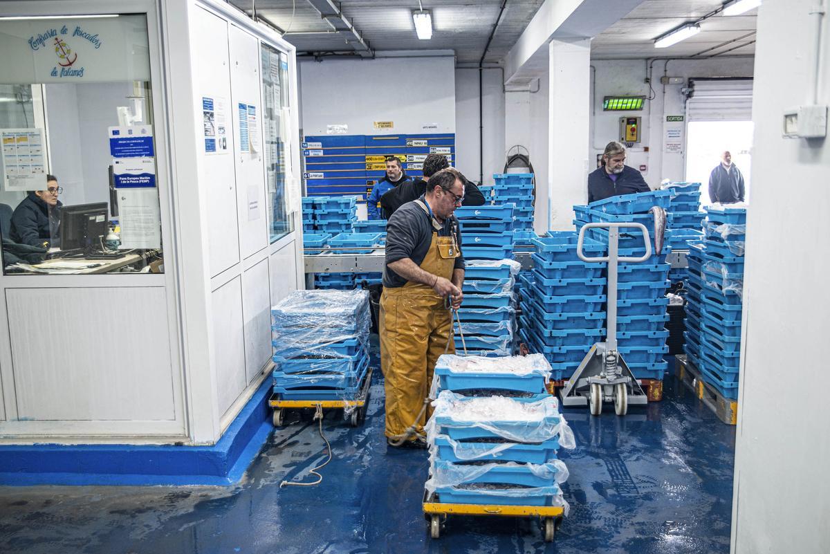 Miquel Maspons entrega les captures de gamba a la confraria abans de la subhasta