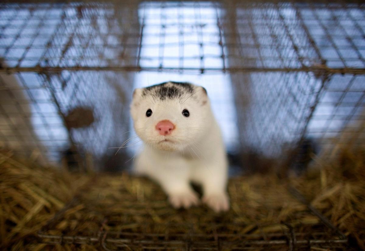 Cada vez más países cierran sus granjas de cría de animales para la peletería