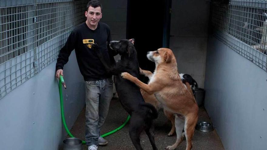 Fernando Vega, trabajador de la perrera, con varios animales.