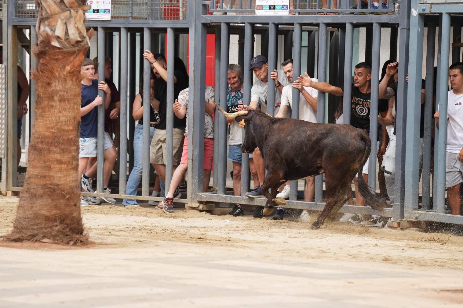 El Grau da inicio a las fiestas de Sant Pere con pólvora, bous y música