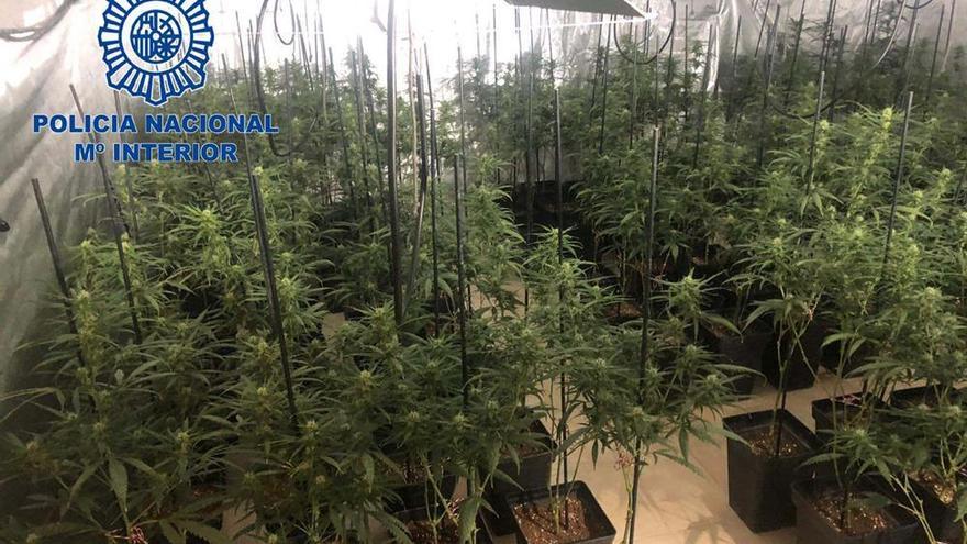 Desmantelan en Mérida una plantación de marihuana con 356 plantas y detienen a su responsable