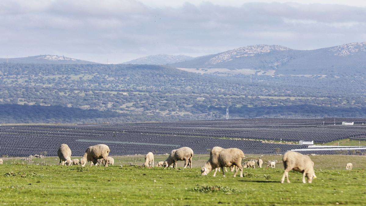 Un rebaño de ovejas pastan junto al Parque Solar Francisco Pizarro, el más grande de Europa, entre Torrecillas de la Tiesa y Aldeacentenera.