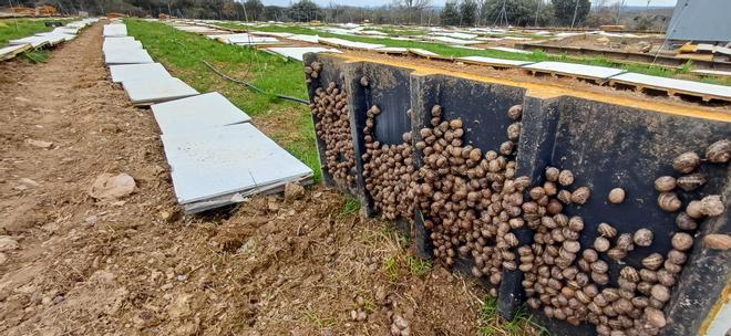 GALERÍA | Los caracoles son el nuevo manjar de Aliste