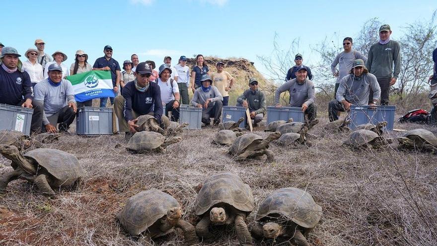 Las tortugas gigantes de Galápagos regresan a su hogar, 150 años después