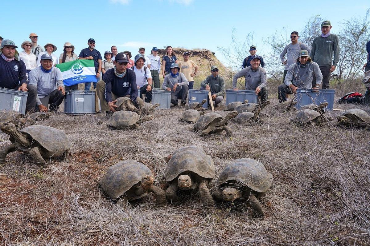 Suelta de jóvenes tortugas gigantes en la isla Floreana