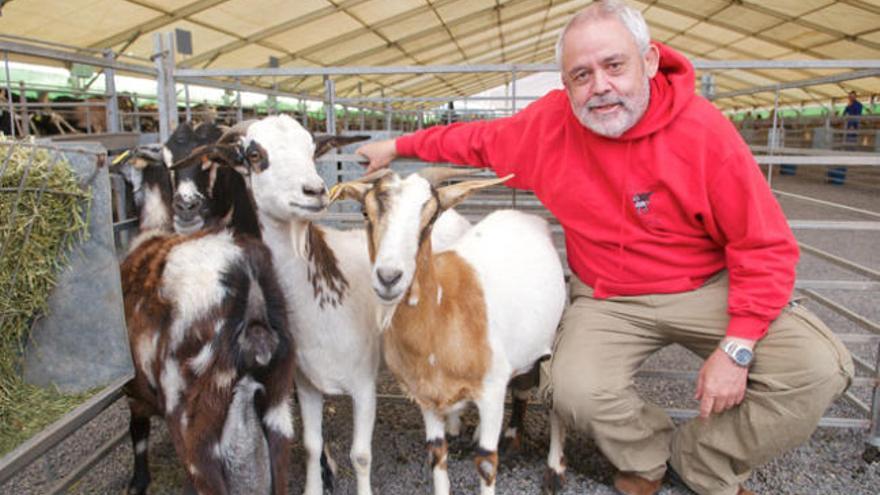 Juan Capote junto a un lote de cabras de raza majorera, ayer en Feaga. i CARLOS DE SAÁ