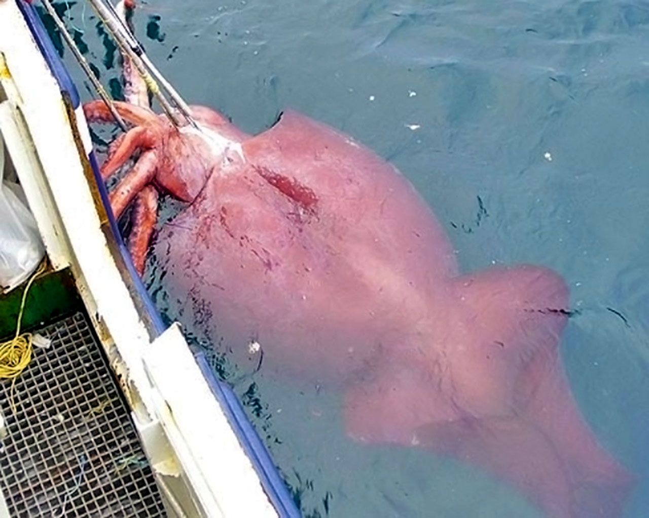 Calamar colosal localizado en 2007 por un buque pesquero en Nueva Zelanda.