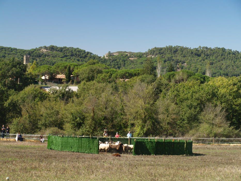 Concurs de Gossos d'Atura de Castellterçol