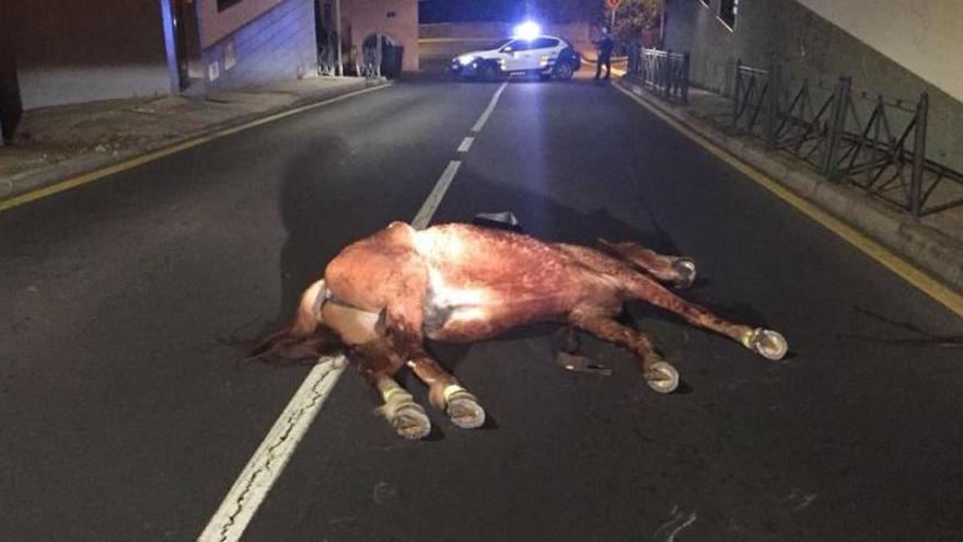 Un jinete y su caballo mueren por un accidente en Tenerife