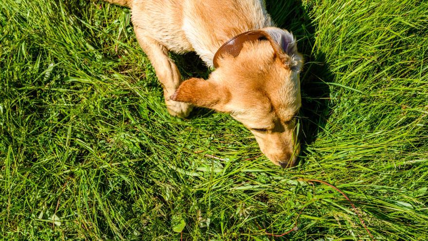 ¿Por qué tu perro come hierba? La respuesta que no te esperabas