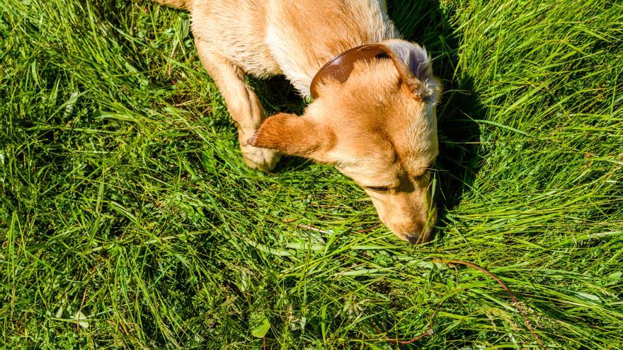 Para qué sirve el aceite de salmón para perros - Qué es, sus beneficios y  cómo dárselo a tu peludo