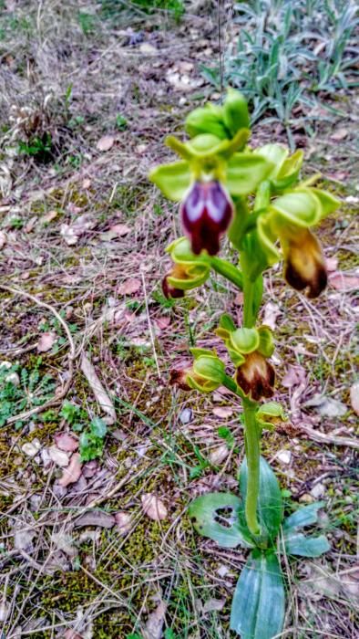 Botànica. Aquesta flor tan curiosa és una orquídia silvestre, les seves petites flors semblen de vellut.