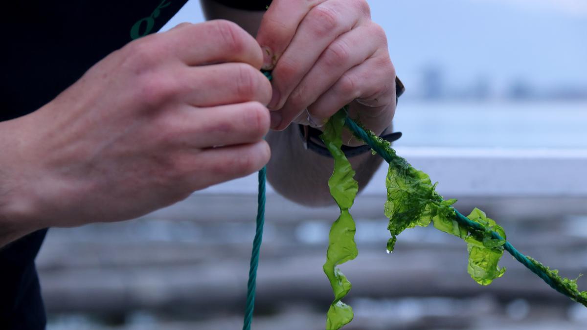 Un acuicultor prepara las algas, en el Delta del Ebre.