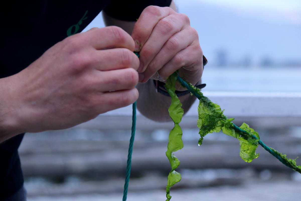 Catalunya acogerá un centro de investigación sobre algas de referencia en el Mediterráneo