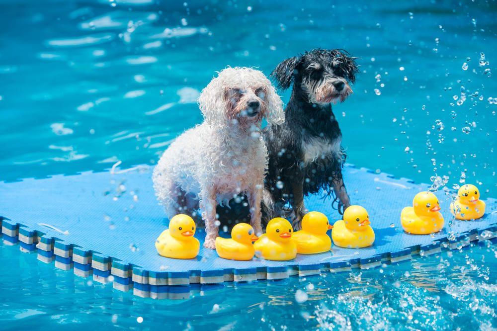 Los perros se refrescan mientras se sientan en un pedazo de tablero en una piscina en un día caliente en Chengdu, China.