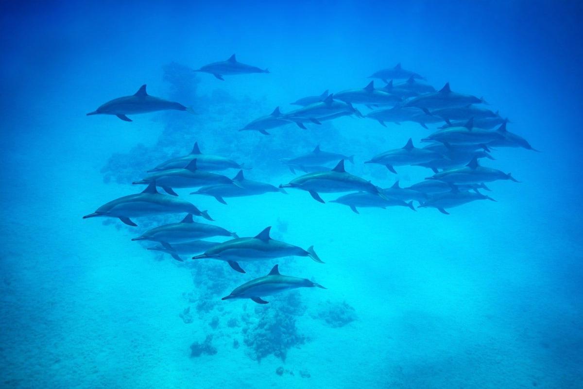 Manada de delfines en la Gran Barrera de Coral