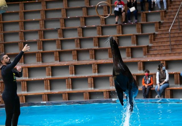 El Loro Parque reabre sus puertas al público después de 13 meses y medio de cierre por el Covid-19