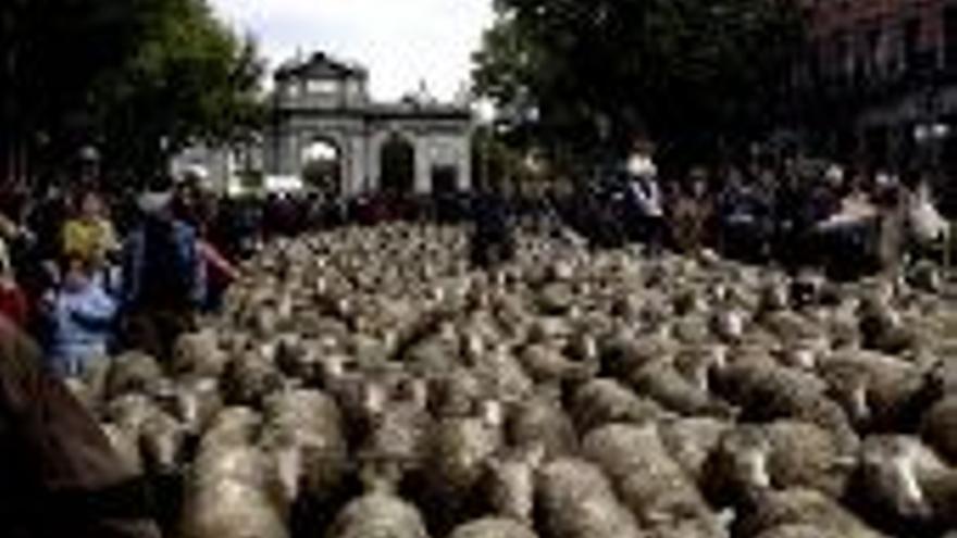 Un millar de ovejas cruza Madrid camino de Extremadura