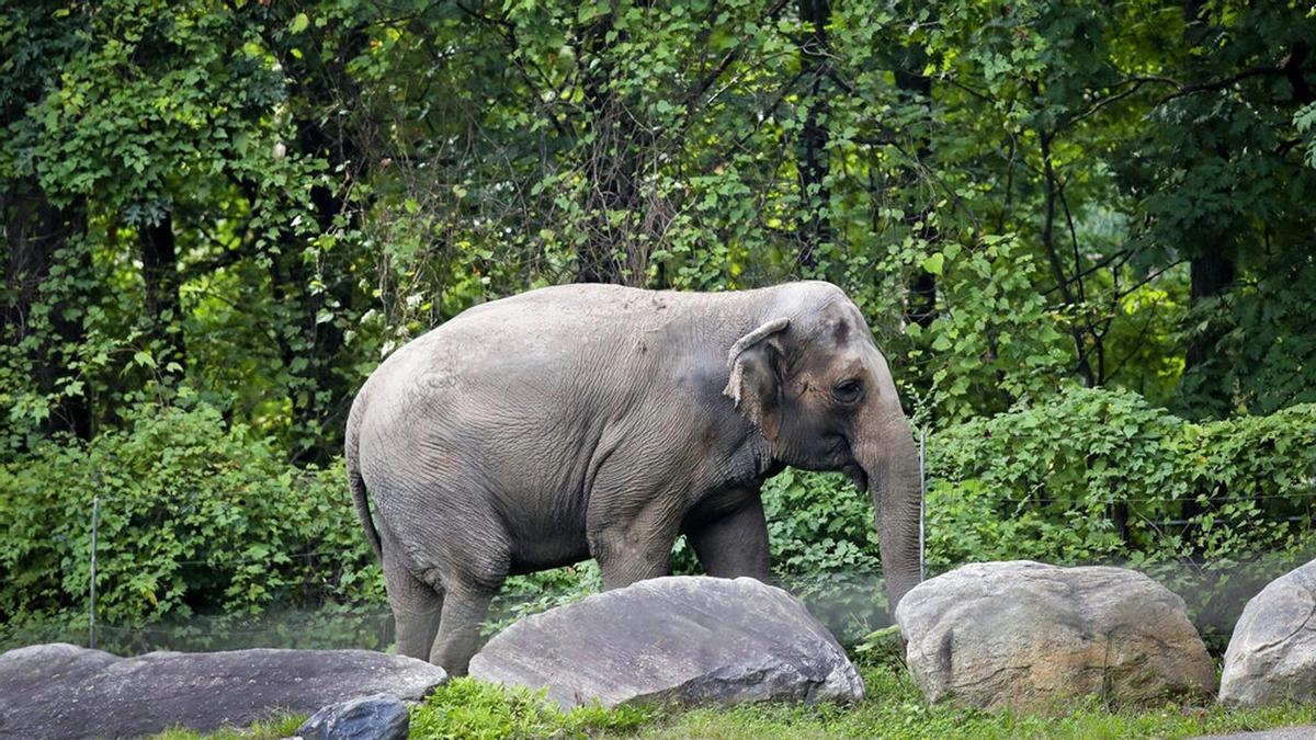 El animal, en el interior del zoo