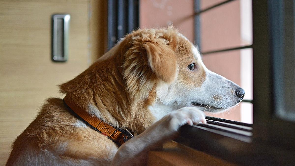 Sin tener reloj, los perros controlan a la perfección los horarios.