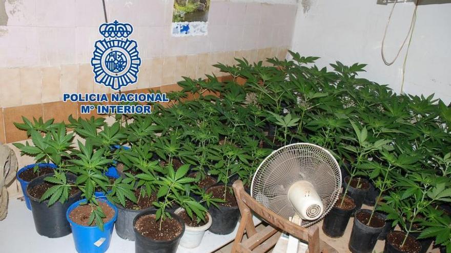 Dos detenidos por cultivar marihuana en Vila-real