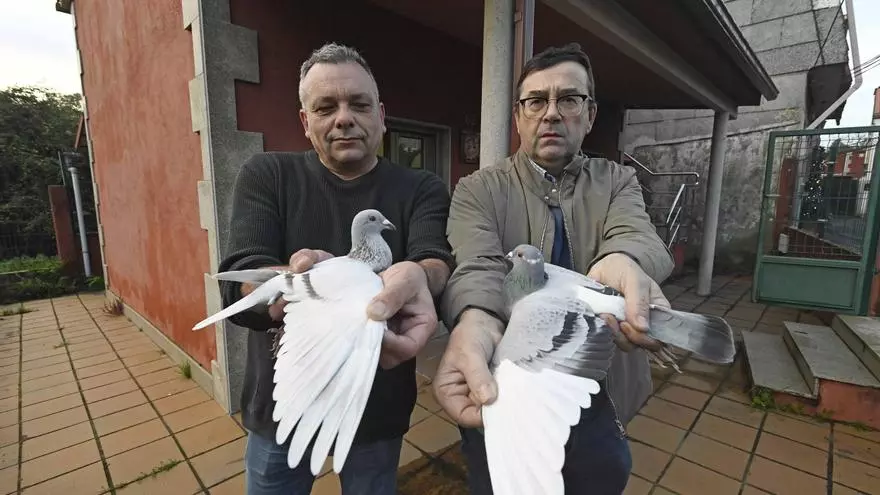 La Sociedad Viguesa de Palomas Mensajeras existe en la ciudad desde 1948