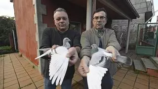 La Sociedad Viguesa de Palomas Mensajeras goza de buena salud: sus ejemplares vuelan de Lloret de Mar a Vigo en un día