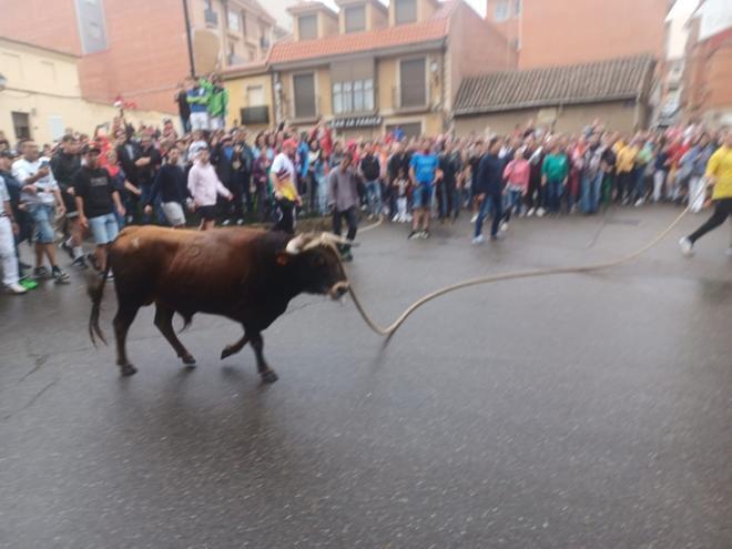 Fiestas del Toro en Benavente: El torito Berreón completa el recorrido en 26 minutos