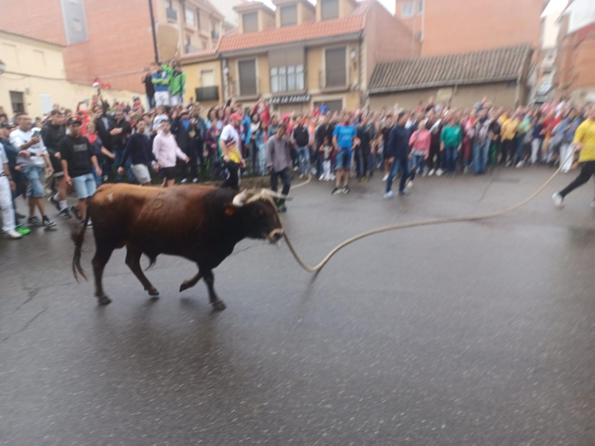 Fiestas del Toro en Benavente: El torito Berrón completa el recorrido en 26 minutos