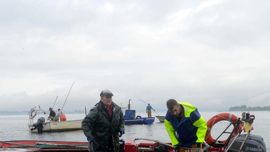 El berberecho se hace resistente a la marteilia y vuelve a los raños del libre marisqueo