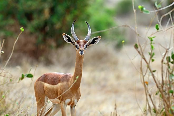 Gerenuk, África, Kenia