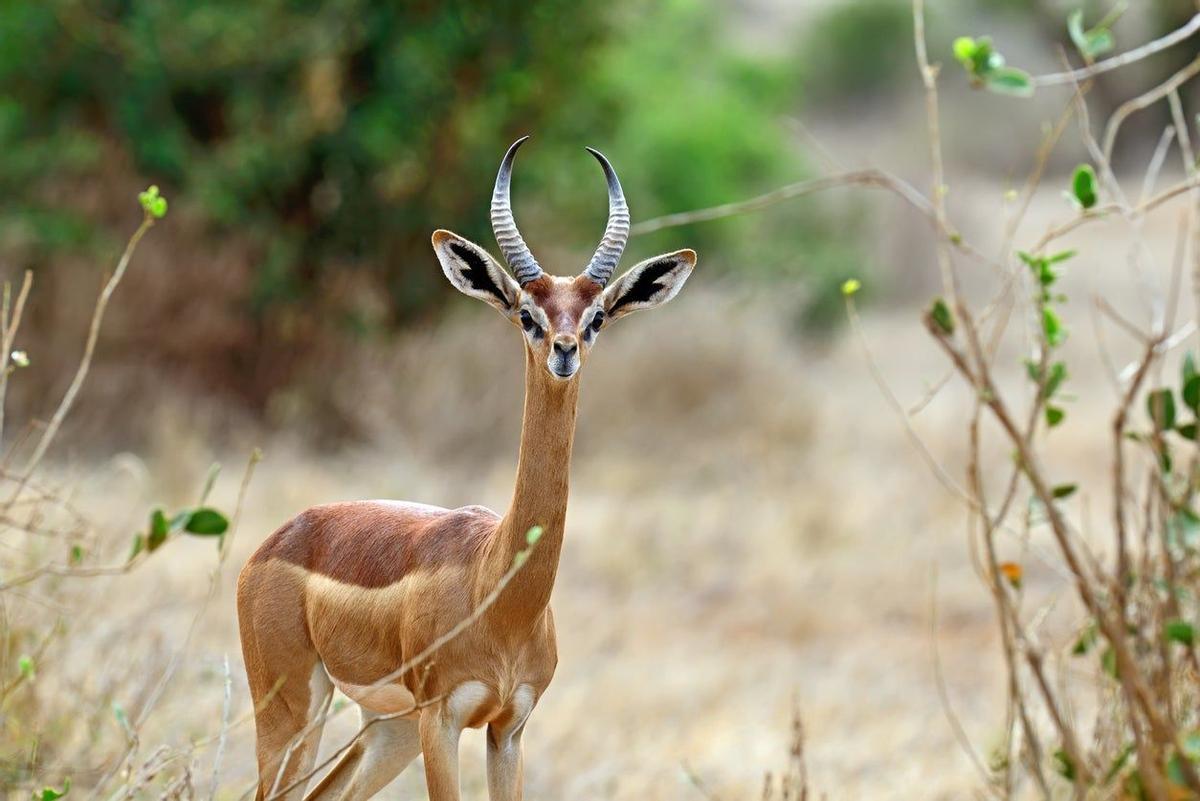 Gerenuk, África, Kenia