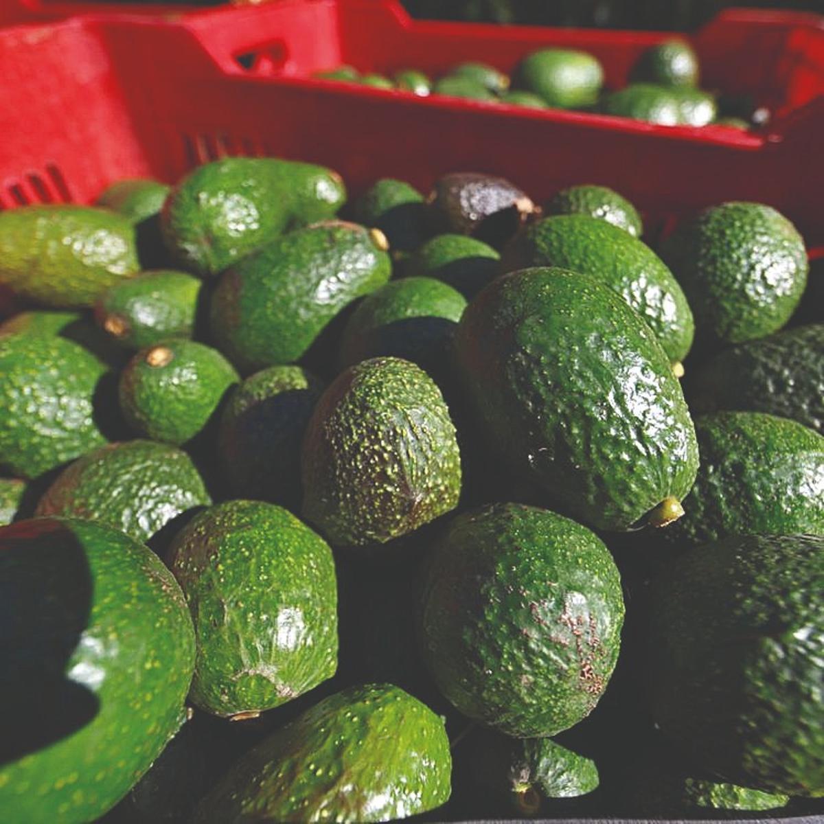 Córdoba cuenta ya también con producción de aguacates.