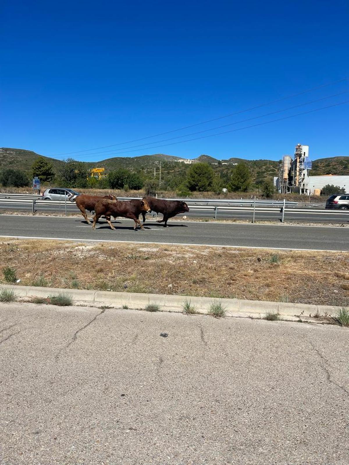 Dos toros huyendo por la carreta auxiliar de la A-3