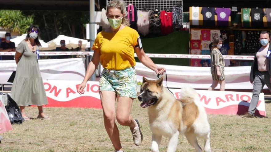 Campeonatos caninos en A Toxa