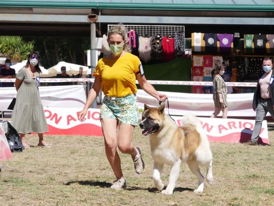 Campeonatos caninos en A Toxa.