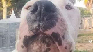 La emotiva despedida del veterinario de Sa Coma a un perro que llevaba ocho años en el centro