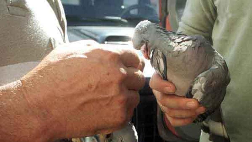 Los cazadores reparten las palomas abatidas durante una jornada de caza.