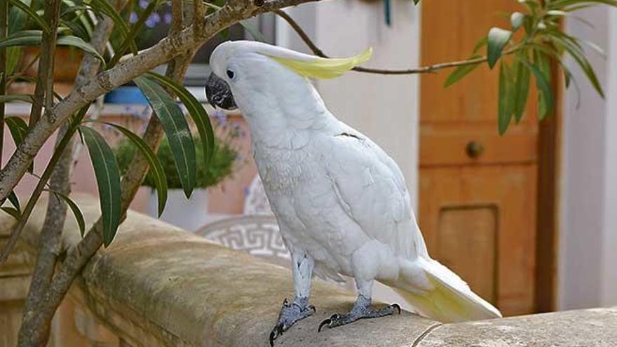 Imagen de archivo de una cacatúa, una de las aves localizadas por agentes del Seprona en Campos.