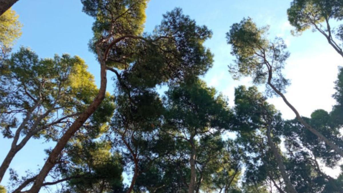 Una de las zonas arboladas de la ciudad donde anidan estas aves.