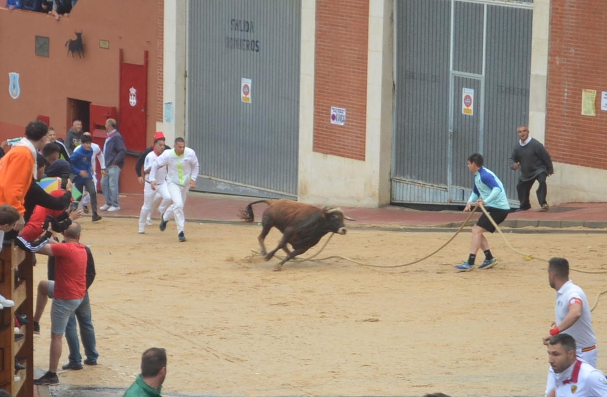 Fiestas del Toro en Benavente: El torito Berrón completa el recorrido en 26 minutos