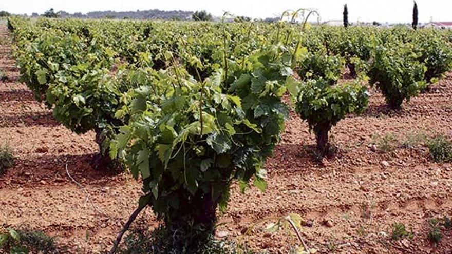 El paisaje de campos y viñedos de la Ruta del vino Cigales cambia constantemente, tanto en color como en sensaciones.